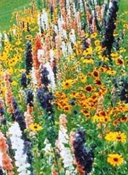 Wildflower Seed Mix Butterfly Hummingbird 1000 Open Pollinated Seeds by David's Garden Seeds