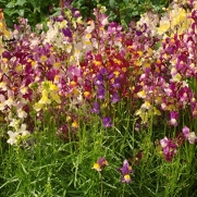 Baby Snapdragon Seeds (24,000 per pack) & FREE Wildflower Gift!