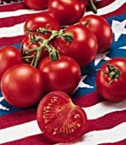 Fourth of July Hybrid Tomato 25 Seeds - Early Variety!