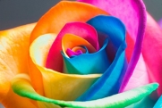 Rose Flower Seeds, 100 Pieces, Rainbow