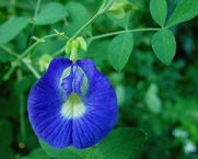 20 Blue Butterfly Pea Flower Seeds