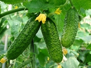 Seeds Cucumber Rodnichok F1 Russian Prickling Vegetable Seed