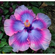 10+ Dinnerplate Hibiscus/ All About Bling/ Perennial Flower Seed/ Easy to Grow/ Huge 10-12 Inch Flowers