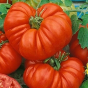 Tomato Beefsteak 40 Seeds per Packet