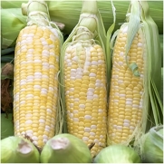 Package of 230 Seeds, Peaches & Cream Sweet Corn (Zea mays) Non-GMO Seeds By Seed Needs