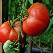 Big Boy Hybrid Tomato 200 Seeds #996 Item Upc#636134973325