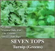 1 LB (224,000+) SEVEN TOP Turnip seeds GROWN FOR GREENS GREAT 4 PASTURE ROOTS 4 LIVESTOCK