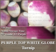 1 LB (224,000+) PURPLE TOP WHITE GLOBE Turnip seeds ~ Greens contains even more nutrients
