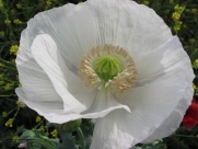 250 PERSIAN WHITE POPPY Papaver Somniferum Flower Seeds