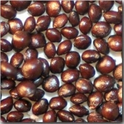 Carefree Mix Coleus Seeds - Solenostemon scutellarioides - 0.01 Grams - Approx 60 Gardening Seeds - Flower Garden Seed