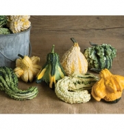 Gourd Gremlins D700A (Multi Color) 25 Open Pollinated Seeds by David's Garden Seeds