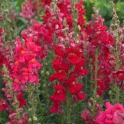 Outsidepride Snapdragon Ruby - 5000 Seeds