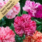 50 Flower Seeds, Carnation Picotee Mixture (Dianthus caryophyllus) Seeds By Seed Needs