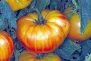 Pineapple Tomato 30 Seeds - Heirloom - Bicolor