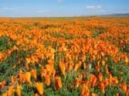 California Poppy Seeds- 1/2# Pound Bulk Wildflower- From The Dirty Gardener