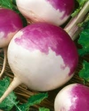 5# Pound White Globe Purple Top Turnip Seeds