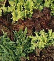 Organic Gourmet Blend Lettuce - 400 Seeds, 3g