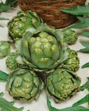 Green Globe Artichoke Seeds - Cynara Scolymus - 1 Grams - Approx 21 Gardening Seeds - Vegetable Garden Seed