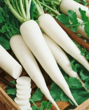 White Icicle Radish Seeds - Raphanus Sativus - 3 Grams - Approx 270 Gardening Seeds - Vegetable Garden Seed