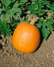 Autumn Gold Hybrid Pumpkin Seeds - Cucurbita Pepo - 3 Grams - Approx 30 Gardening Seeds - Vegetable Garden Seed