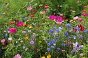 1/2 Pound of Perennial/ Annual Wildflower Seeds Bulk From The Dirty Gardener