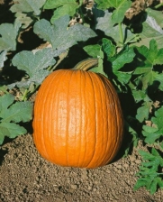 Howden Pumpkin Seeds - Cucurbita Pepo - 4 Grams - Approx 20 Gardening Seeds - Vegetable Garden Seed