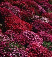 50+ Aubrieta Rock Cress Bright Red Perennial Flower Seeds / Ground Cover
