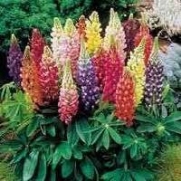 Hinterland Trading Rainbow Tutti Frutti Lupine 25+ Flower Seeds