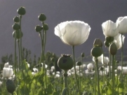 Heirloom NON GMO White Afghan Poppy 200 Seeds