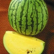 Watermelon Yellow Doll - Hybrid (Treated) Great Garden Vegetable 10 Seeds