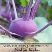 200 Seeds, Kohlrabi Purple Vienna (Brassica oleracea) Seeds By Seed Needs