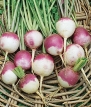 Heirloom Purple White Top Turnip Seed