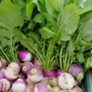 400 Seeds, Turnip Seven Top (Brassica rapa) Seeds By Seed Needs