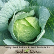 100 Seeds, Cabbage Golden Acre (Brassica oleracea) Seeds By Seed Needs