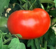 50 Big Boy Hybrid Tomato Seeds - My Secret Gardens