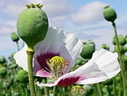 1 OUNCE AFGHANISTAN Papaver Somniferum Viable Opium Poppy Seeds Unwashed & Untreated!