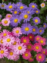 Seeds and Things 500 Aster China Flower Seeds Mixed Colors Superb Semi-double Mixture with a Full Range of Colors