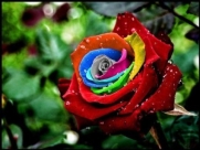 Mystic Rainbow Flower - Rosa Seeds Rose - 10 Seeds - Qualityseeds4less Exclusive