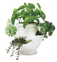 Wind and Weather Ready-to-Grow Herb Kit