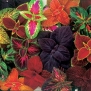 Seeds and Things Coleus Rainbow Blend Seeds 200+ seeds