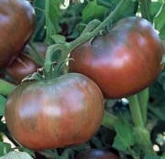 Cherokee Purple Tomato 15 Seeds - Heirloom