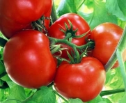 Box Car Willie Tomato 20 Seeds - Prolific Yields!