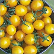 Blondkopfchen Yellow Cherry Tomato - 20 Seeds