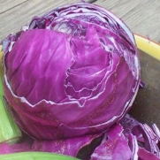 100 Seeds, Cabbage Red Acre (Brassica oleracea) Seeds By Seed Needs