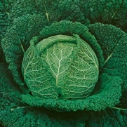 100 Seeds, Cabbage Savoy Perfection (Brassica oleracea) Seeds By Seed Needs
