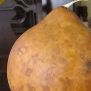 Everwilde Farms - 25 Bushel Gourd Seeds - Gold Vault Jumbo Seed Packet