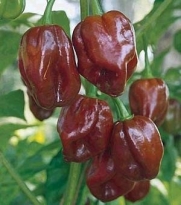 Jamaican Hot Chocolate Habenero Pepper 15 Seeds
