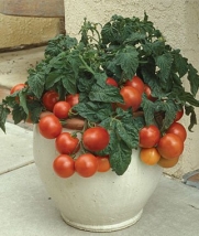 Patio Princess Hybrid Tomato 200 Seeds By Jays Seeds