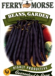 Ferry-Morse 1802 Bean Seeds, Royal Burgundy (28 Gram Packet)