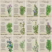Culinary Herb Assortment, 12 Individual Packages of Seed (Sage, Basil, Chives, Cilantro & More) Non-GMO Seeds by Seed Needs